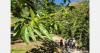 Without income and a new generation of farmers, the future of chestnut farming is at risk