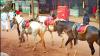NGT questions e-tempo proposal for horse waste management in Matheran