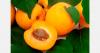 Armenia denies reports of apricots shipment to Spain