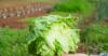 VIDEO: FDA Says Claim that Taylor Farms Lettuce to Blame for Diarrhea Outbreak Was Based on ‘False Positive’ Test Results