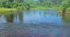 The science of straying: How climate change is driving the northward expansion of salmon range