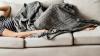 South Korea resident feels something moving under blanket, then finds 3-foot snake inside
