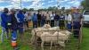 Nordex Energy South Africa expands livestock for livelihoods to unlock market value for farmers