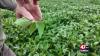 Maryland Department of Health looks for farmers' input on new food permit regulation