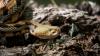 Pennsylvania man is airlifted after timber rattlesnake bite in Somerset County