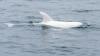 Leucistic juvenile, albino calf dolphins spotted off Delaware, and experts urge boaters to stay back