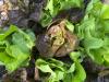 Consumers turning to local growers for produce as investigators seek source of intestinal virus