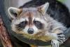 Welcome to the Summer of Jimothy! Here’s Why We’re All Talking About One Very Unusual Raccoon in Seattle