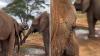 Kenya orphan elephant steps aside for older bull, offering a striking lesson in life after rescue