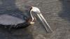 Indiana kayakers, birders, and rescuers team up to free pelican tangled in fishing line