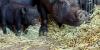 Horse death leads to rescue of dozens of farm animals in east Las Vegas