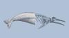 Gray whales are dying in the Pacific