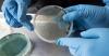 Vibrio on the rise as climate warms the Chesapeake Bay