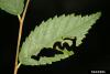 Invasive elm zigzag sawfly detected in Michigan