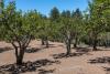 Morning Lookout: Apple farmers’ hard times; local cyclists’ safety worries; ex-mayor’s ice cream odyssey