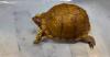 Hong Kong Customs Seizes 33 Endangered Turtles Worth $330,000 in Airport Smuggling Operation