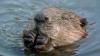 West London streets flooded annually with heavy rains: Five little beavers solved the problem for free by building an extensive dam network
