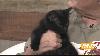 Partnering for Pets and Sapulpa Animal Shelter host Kitty Up! Adoption Polooza Saturday