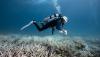 Australia's Great Barrier Reef at extreme risk of 'ecosystem collapse', scientists warn