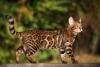 Waiting on Science: Rhode Island’s Bengal Cat Ban in Limbo