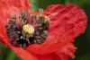 Swiss drought aids fight against Japanese beetle