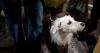 World Dog Day: these are the laws that protect dogs in Spain