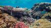 Hawaii’s corals were exposed to polluted water and lost energy needed to survive warming seas, with the same damage seen in two very different species