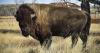 In face of tribal opposition, Montana Land Board stalls proposed grazing changes