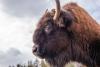 Bison Attack Victim Tells His Story From Hospital Bed