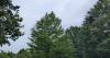 Virginia tree canopy virtually unchanged between 2018 and 2023