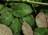 Georgia returns 13,350 imported rose branches over phytosanitary violations