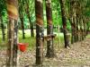 Rubber Factory Fears Shutdown