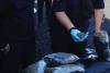 1.6 tonnes of cannabis bound for Netherlands seized 
