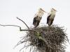 Switzerland’s stork population growing again