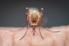 Why scientists released three million mosquitoes into three towns