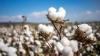 Survey finds 85% of global consumers view cotton as most eco-safe fibre