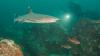 What happened to the vessels Panama busted in 2025 for fishing in its flagship MPA?