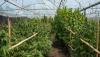 CCP-Linked Executive’s California Facility Tied to Illegal Marijuana Operation Near U.S. Military Installations
