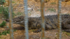 Israel approves legal change for potential crocodile deployment at prisons