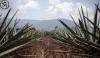 Tequila emerges as global spirits growth driver