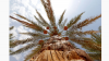 'Rutab Season' continues journey across Abu Dhabi's oases