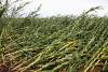 The Next Green Revolution: Climate-Resilient Crops