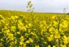 Canola prices face uncertain path as geopolitics, weather threaten to swing market