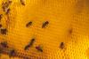 Gaza’s honey industry destroyed by Israel’s genocide
