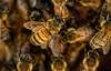 Uproar in France over reintroduction of bee-harming pesticides