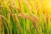 Grain market review: Rice
