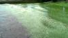 Harmful algae blooms detected in some New Mexico lakes