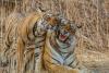 Report reveals Cambodia’s appetite for tigers, rhinos and other endangered wildlife