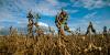 The Soybean That Built Northeast China