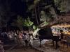 Discover Cyprus’ hidden forest music festival this summer